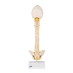 BONElike™ Child's Vertebral Column Model - 3B Smart Anatomy