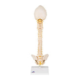 BONElike™ Child's Vertebral Column Model - 3B Smart Anatomy