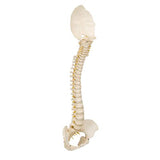 BONElike™ Child's Vertebral Column Model - 3B Smart Anatomy