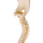 BONElike™ Child's Vertebral Column Model - 3B Smart Anatomy