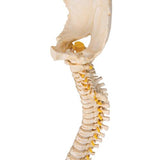 BONElike™ Child's Vertebral Column Model - 3B Smart Anatomy