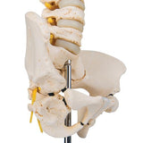 BONElike™ Child's Vertebral Column Model - 3B Smart Anatomy
