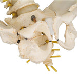 BONElike™ Child's Vertebral Column Model - 3B Smart Anatomy