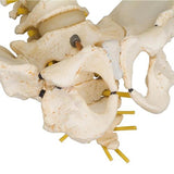 BONElike™ Child's Vertebral Column Model - 3B Smart Anatomy