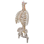 Classic Flexible Human Spine Model with Ribs & Femur Heads - 3B Smart Anatomy