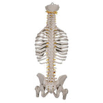 Classic Flexible Human Spine Model with Ribs & Femur Heads - 3B Smart Anatomy