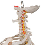 Classic Flexible Human Spine Model with Ribs & Femur Heads - 3B Smart Anatomy