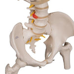 Classic Flexible Human Spine Model with Ribs & Femur Heads - 3B Smart Anatomy