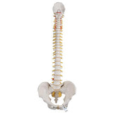 Classic Flexible Human Spine Model - 3B Smart Anatomy