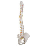 Classic Flexible Human Spine Model - 3B Smart Anatomy