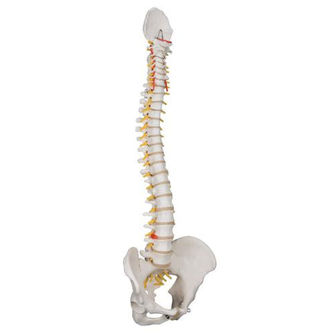 Classic Flexible Human Spine Model - 3B Smart Anatomy