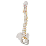 Classic Flexible Human Spine Model - 3B Smart Anatomy