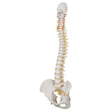 Classic Flexible Human Spine Model - 3B Smart Anatomy