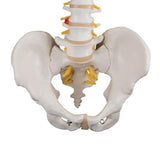 Classic Flexible Human Spine Model - 3B Smart Anatomy
