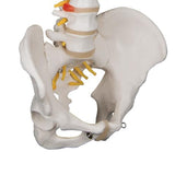 Classic Flexible Human Spine Model - 3B Smart Anatomy
