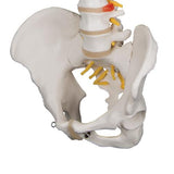 Classic Flexible Human Spine Model - 3B Smart Anatomy