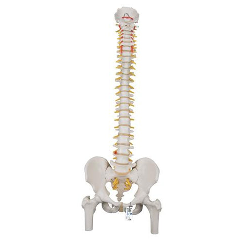 Classic Flexible Human Spine Model with Femur Heads - 3B Smart Anatomy