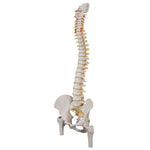 Classic Flexible Human Spine Model with Femur Heads - 3B Smart Anatomy