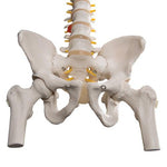Classic Flexible Human Spine Model with Femur Heads - 3B Smart Anatomy