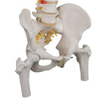 Classic Flexible Human Spine Model with Femur Heads - 3B Smart Anatomy