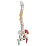Classic Human Flexible Spine Model with Femur Heads & Painted Muscles - 3B Smart Anatomy