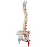 Classic Human Flexible Spine Model with Femur Heads & Painted Muscles - 3B Smart Anatomy