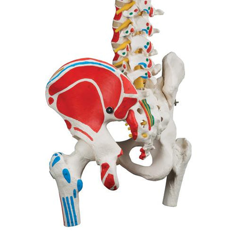 Classic Human Flexible Spine Model with Femur Heads & Painted Muscles - 3B Smart Anatomy