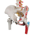 Classic Human Flexible Spine Model with Femur Heads & Painted Muscles - 3B Smart Anatomy