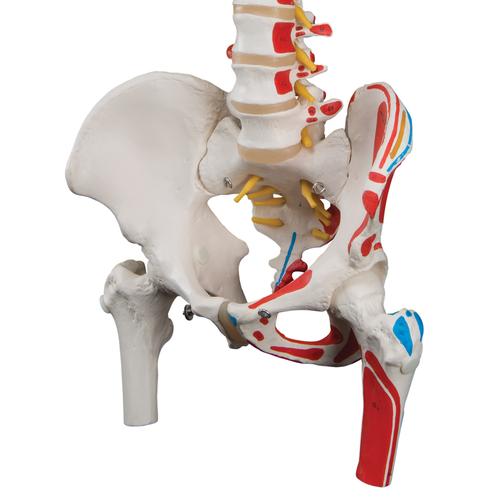 Classic Human Flexible Spine Model with Femur Heads & Painted Muscles - 3B Smart Anatomy