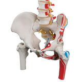Classic Human Flexible Spine Model with Femur Heads & Painted Muscles - 3B Smart Anatomy