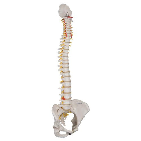 Classic Flexible Human Spine Model with Female Pelvis - 3B Smart Anatomy