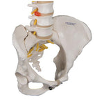 Classic Flexible Human Spine Model with Female Pelvis - 3B Smart Anatomy
