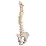 Deluxe Flexible Human Spine Model with Sacral Opening - 3B Smart Anatomy