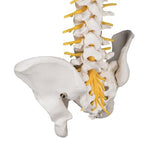 Deluxe Flexible Human Spine Model with Sacral Opening - 3B Smart Anatomy