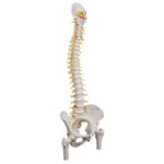 Deluxe Flexible Human Spine Model with Femur Heads & Sacral Opening - 3B Smart Anatomy