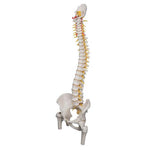 Deluxe Flexible Human Spine Model with Femur Heads & Sacral Opening - 3B Smart Anatomy