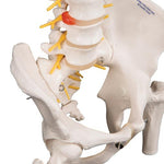 Deluxe Flexible Human Spine Model with Femur Heads & Sacral Opening - 3B Smart Anatomy