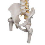 Deluxe Flexible Human Spine Model with Femur Heads & Sacral Opening - 3B Smart Anatomy