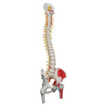 Deluxe Flexible Spine Model with Femur Heads, Painted Muscles & Sacral Opening - 3B Smart Anatomy