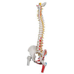 Deluxe Flexible Spine Model with Femur Heads, Painted Muscles & Sacral Opening - 3B Smart Anatomy