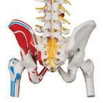 Deluxe Flexible Spine Model with Femur Heads, Painted Muscles & Sacral Opening - 3B Smart Anatomy