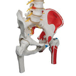 Deluxe Flexible Spine Model with Femur Heads, Painted Muscles & Sacral Opening - 3B Smart Anatomy