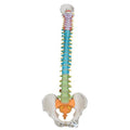 Didactic Flexible Human Spine Model - 3B Smart Anatomy 1