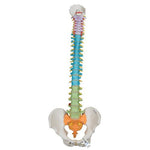 Didactic Flexible Human Spine Model - 3B Smart Anatomy 1