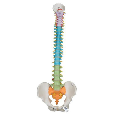 Didactic Flexible Human Spine Model - 3B Smart Anatomy 1