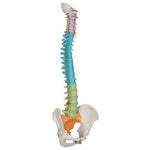 Didactic Flexible Human Spine Model - 3B Smart Anatomy 1