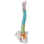 Didactic Flexible Human Spine Model - 3B Smart Anatomy 1