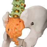 Didactic Flexible Human Spine Model - 3B Smart Anatomy 1