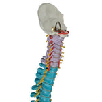 Didactic Flexible Human Spine Model - 3B Smart Anatomy 1