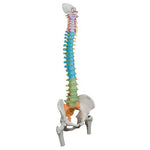 Didactic Flexible Human Spine Model with Femur Heads - 3B Smart Anatomy
